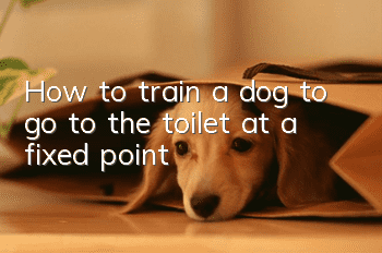 How to train a dog to go to the toilet at a fixed point