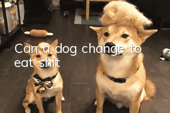 Can a dog change to eat shit?