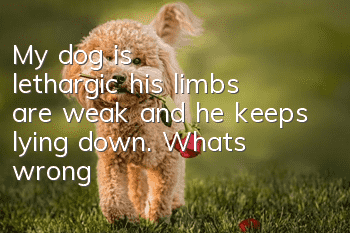My dog is lethargic, his limbs are weak, and he keeps lying down. What’s wrong?