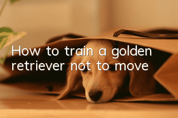 How to train a golden retriever not to move