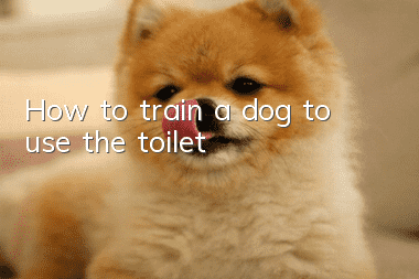 How to train a dog to use the toilet