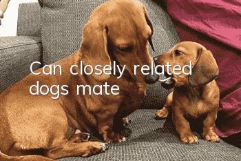 Can closely related dogs mate?