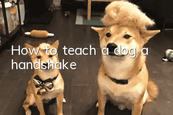 How to teach a dog a handshake