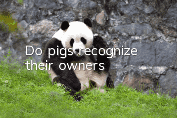 Do pigs recognize their owners?