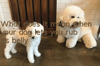 What does it mean when your dog lets you rub its belly?