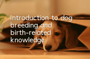 Introduction to dog breeding and birth-related knowledge