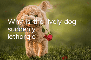 Why is the lively dog suddenly lethargic?