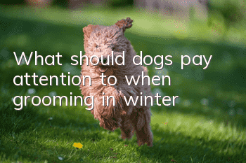 What should dogs pay attention to when grooming in winter?