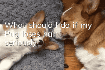 What should I do if my Pug loses hair seriously?