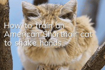 How to train an American Shorthair cat to shake hands