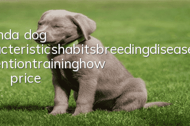 Groanda dog characteristics_habits_breeding_disease prevention_training_how much | price