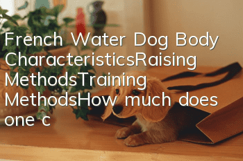 French Water Dog Body Characteristics_Raising Methods_Training Methods_How much does one cost|Price