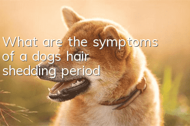 What are the symptoms of a dog’s hair shedding period?
