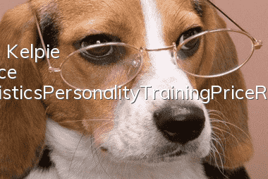 Australian Kelpie Appearance Characteristics_Personality_Training_Price_Raising Methods