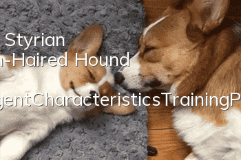 Is the Styrian Rough-Haired Hound highly intelligent?_Characteristics_Training_Price Introduction