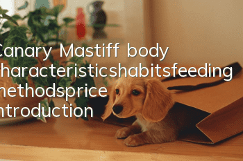 Canary Mastiff body characteristics_habits_feeding methods_price introduction