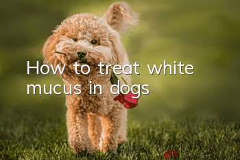 How to treat white mucus in dogs