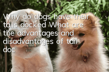 Why do dogs have their tails docked? What are the advantages and disadvantages of tail docking for dogs?