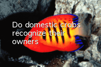 Do domestic crabs recognize their owners?