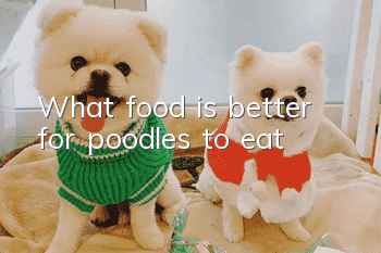What food is better for poodles to eat?
