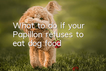 What to do if your Papillon refuses to eat dog food