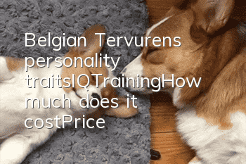 Belgian Tervuren’s personality traits_IQ_Training_How much does it cost|Price