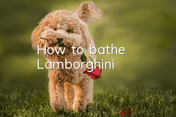How to bathe Lamborghini