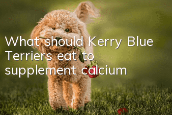 What should Kerry Blue Terriers eat to supplement calcium?
