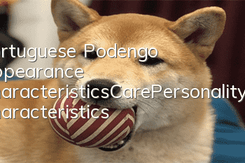 Portuguese Podengo Appearance Characteristics_Care_Personality Characteristics