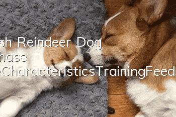 Finnish Reindeer Dog Purchase Price_Characteristics_Training_Feeding