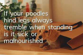 If your poodle's hind legs always tremble when standing, is it sick or malnourished?