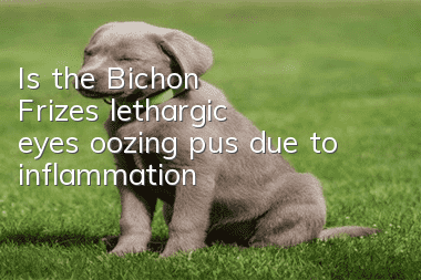 Is the Bichon Frize's lethargic eyes oozing pus due to inflammation?