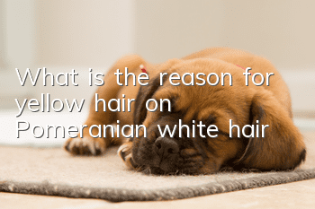What is the reason for yellow hair on Pomeranian white hair?