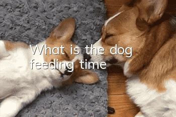 What is the dog feeding time?