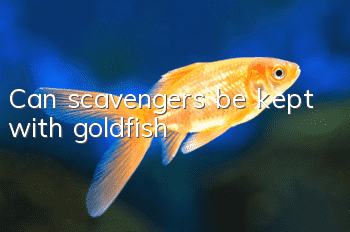 Can scavengers be kept with goldfish?