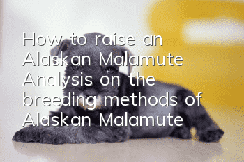 How to raise an Alaskan Malamute? Analysis on the breeding methods of Alaskan Malamute