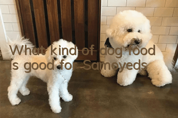 What kind of dog food is good for Samoyeds?
