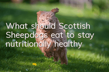 What should Scottish Sheepdogs eat to stay nutritionally healthy?