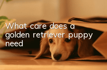 What care does a golden retriever puppy need?