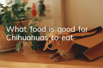 What food is good for Chihuahuas to eat?