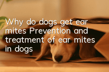 Why do dogs get ear mites? Prevention and treatment of ear mites in dogs