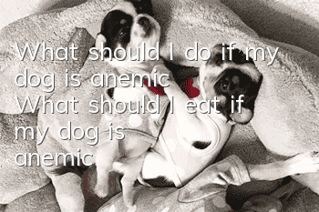 What should I do if my dog ​​is anemic? What should I eat if my dog ​​is anemic?