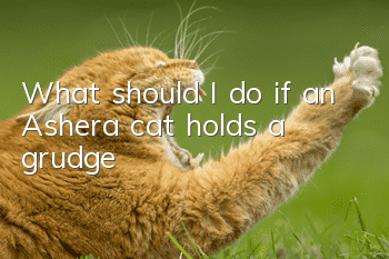 What should I do if an Ashera cat holds a grudge?