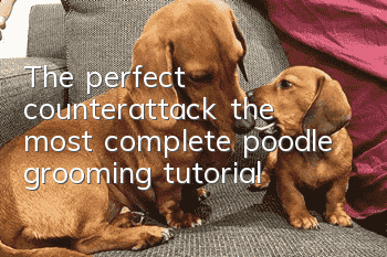 The perfect counterattack, the most complete poodle grooming tutorial