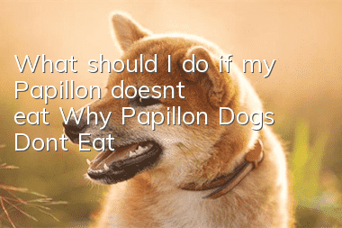 What should I do if my Papillon doesn't eat? Why Papillon Dogs Don’t Eat