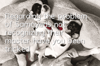 Regarding the problem of Samoyeds not recognizing their master, have you been tricked?