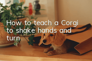 How to teach a Corgi to shake hands and turn