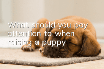 What should you pay attention to when raising a puppy?