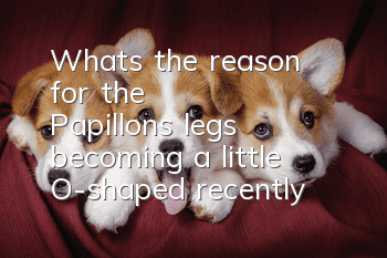 What's the reason for the Papillon's legs becoming a little O-shaped recently?