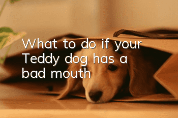 What to do if your Teddy dog has a bad mouth